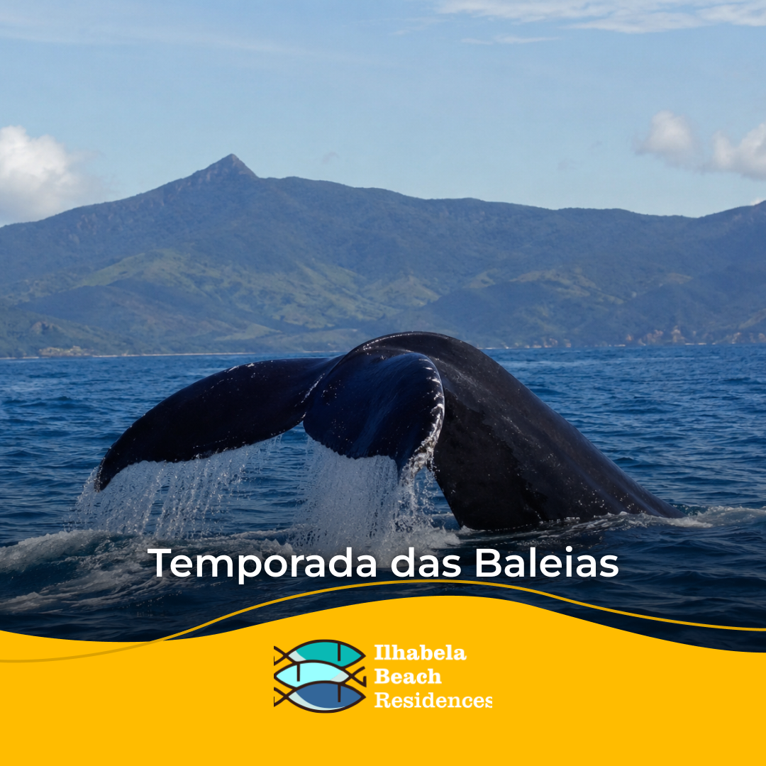 temporadasdasbaleias2026