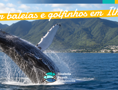 Onde ver baleias e golfinhos em Ilhabela?